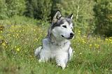 ALASKAN MALAMUTE 431